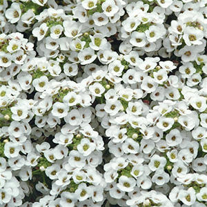 Alyssum