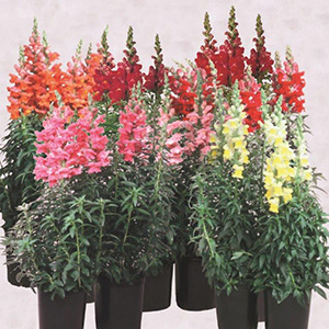 Antirrhinum