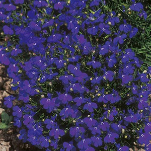 Lobelia