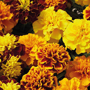 Marigold