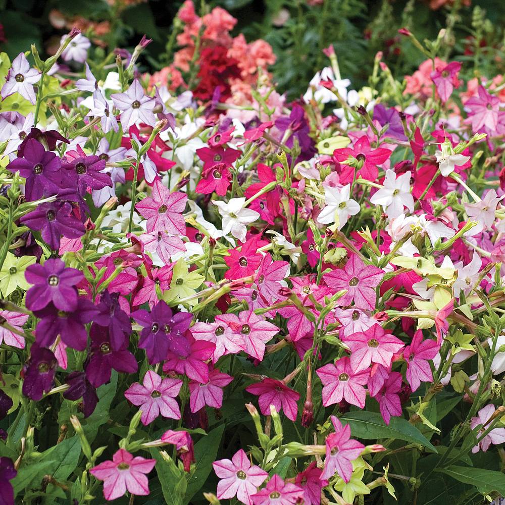 Nicotiana